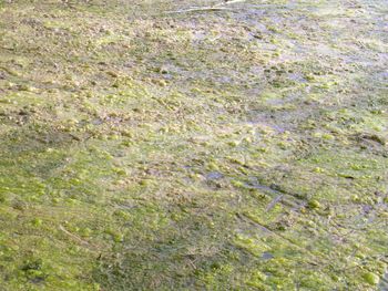 Full frame shot of grass on field