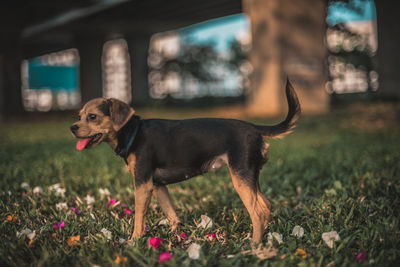 Dog in a field