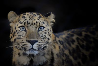 Close-up of leopard against black background