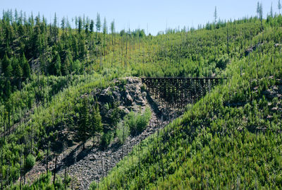 Plants growing on land