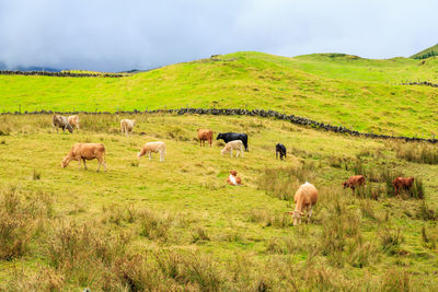  cows grazing in a field