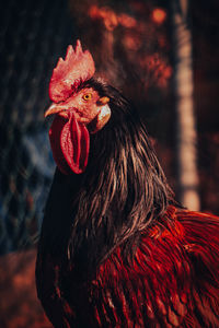 Close-up of rooster