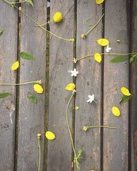 High angle view of yellow flowering plant