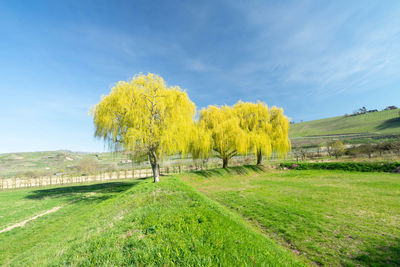 Scenic view of field against sky