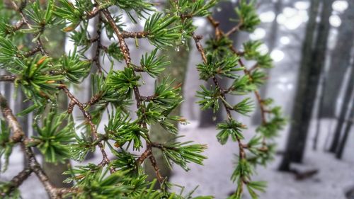 Close-up of plants against trees