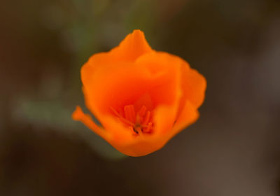 Close-up of rose against blurred background