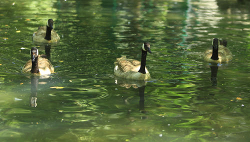 Ducks swimming in lake