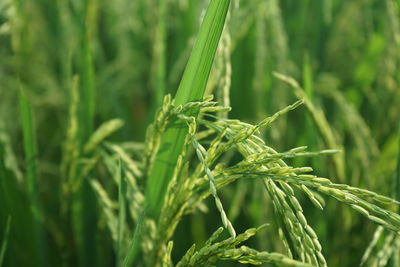 Rural rice fields