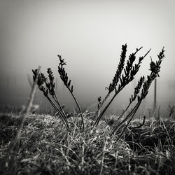 Close-up of grass on field against sky