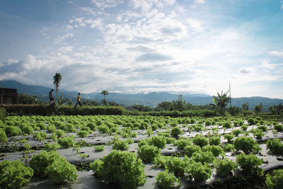 Scenic view of agricultural field against sky