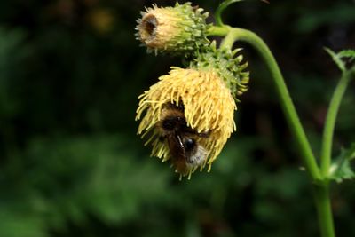 Close-up of wilted flower