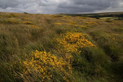 Scenic view of field against cloudy sky