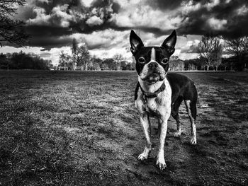 Dog standing on field