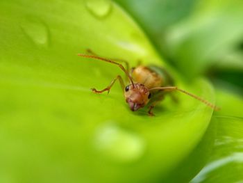 Close-up of insect on leaf