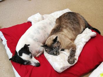 Cat sleeping in a home