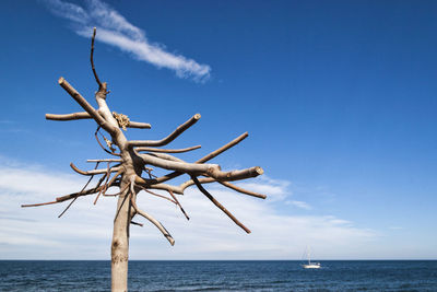 Dead tree at shore against blue sky