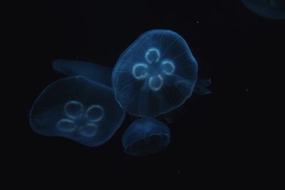 Close-up of jellyfish against blue background