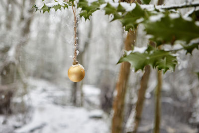 Close-up of icicles on plant during winter