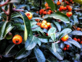 Close-up of cherries on plant