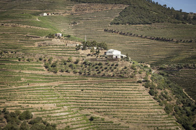 High angle view of agricultural field