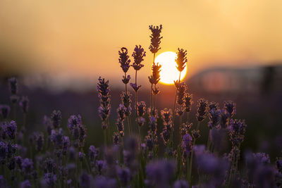 Close-up of purple flowering plants on field against sky during sunset