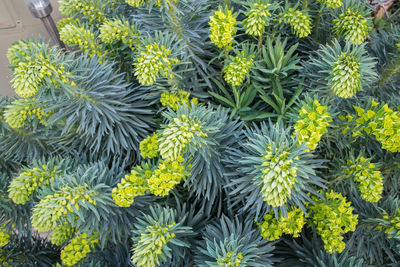Full frame shot of flowering plants