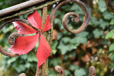Close-up of red flowering plant