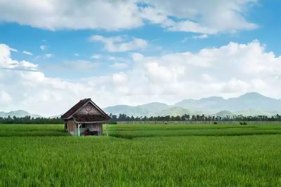 Scenic view of agricultural field against sky