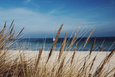 Plants growing at beach against cloudy blue sky on sunny day