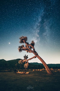 Tree on field against sky at night