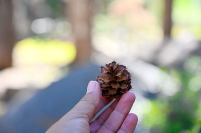 Close-up of hand holding pine cone outdoors