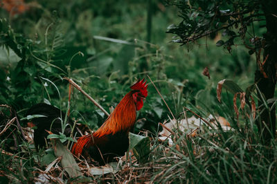 View of a bird on land