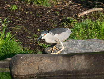 Bird perching on rock