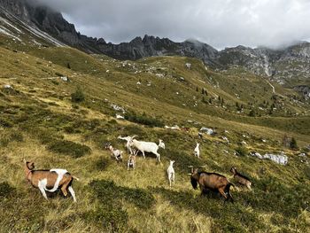 Horses grazing on field against mountains