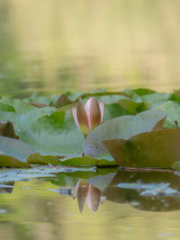 Close-up of lotus water lily in lake