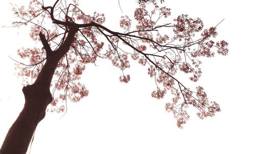 Low angle view of trees against clear sky