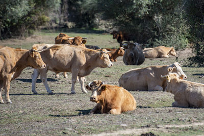 Cows on field