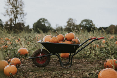 Pumpkins on field by land against sky