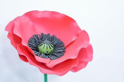 Close-up of pink rose against white background
