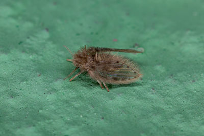 High angle view of insect on leaf