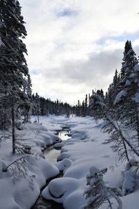 Snow covered pine trees against sky