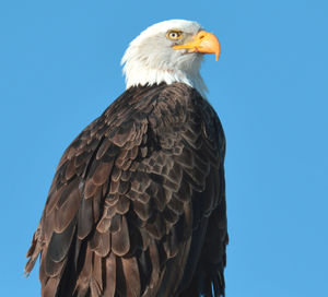 Low angle view of eagle against clear sky
