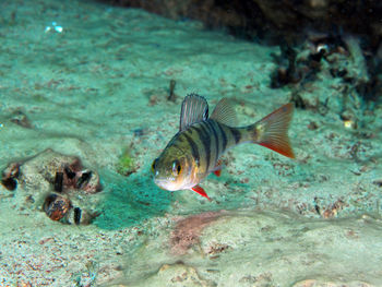 Close-up of a perch fish swimming in a lake