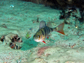 Fishes swimming in sea