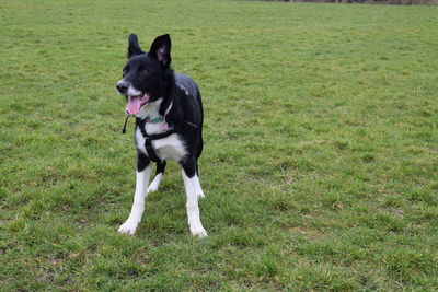 Dog on field