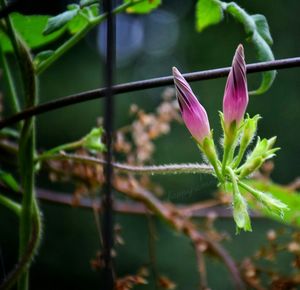 Close-up of purple flower