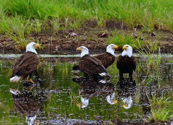 Ducks in a lake