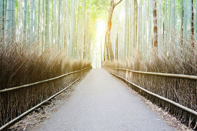 Walkway amidst bamboos in forest