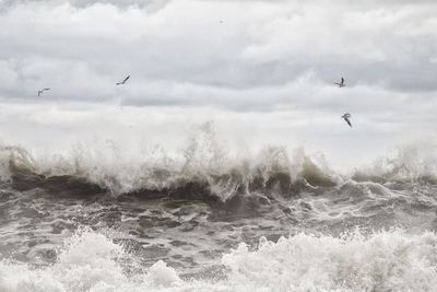 Seagulls flying over sea