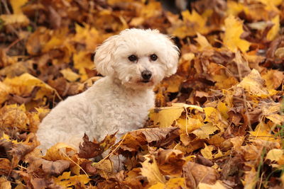 Portrait of dog sitting on dry leaves